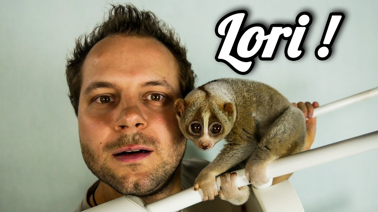 CIEKAWOSTKI O HODOWLI LORI W DOMU