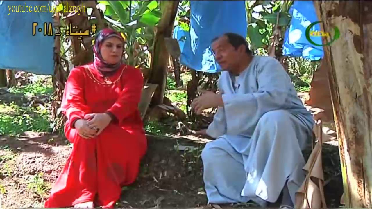 زراعة الموز والخدمة الشتوية