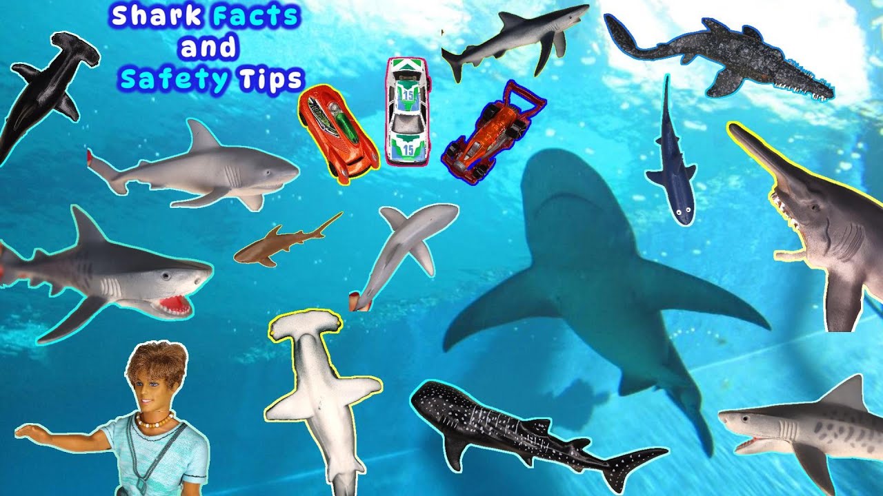 Shark Facts and Safety Tips (Educational Videos for Kids)