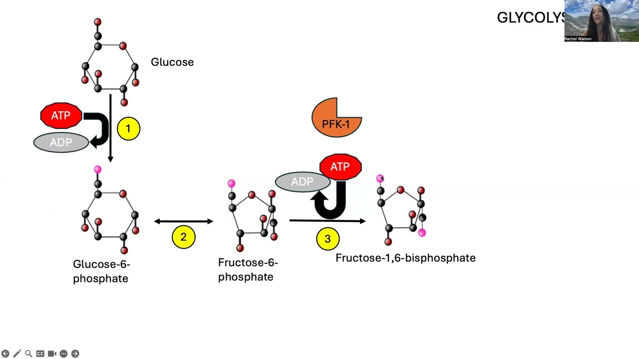 Exploring glycolysis & gluconegenesis (exercise sci)