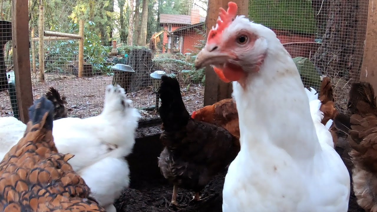 Moving Our Chickens and Why do They Dig so Much