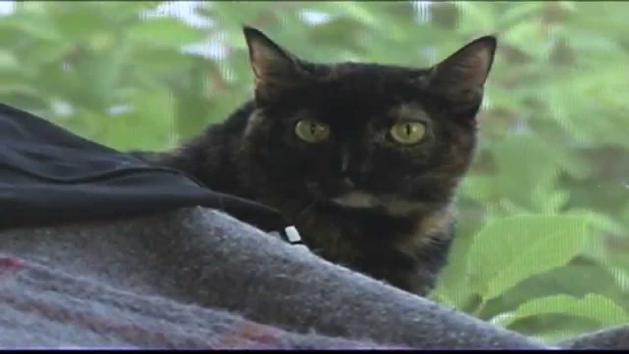 FIP - Feline Infectous Peritonitis