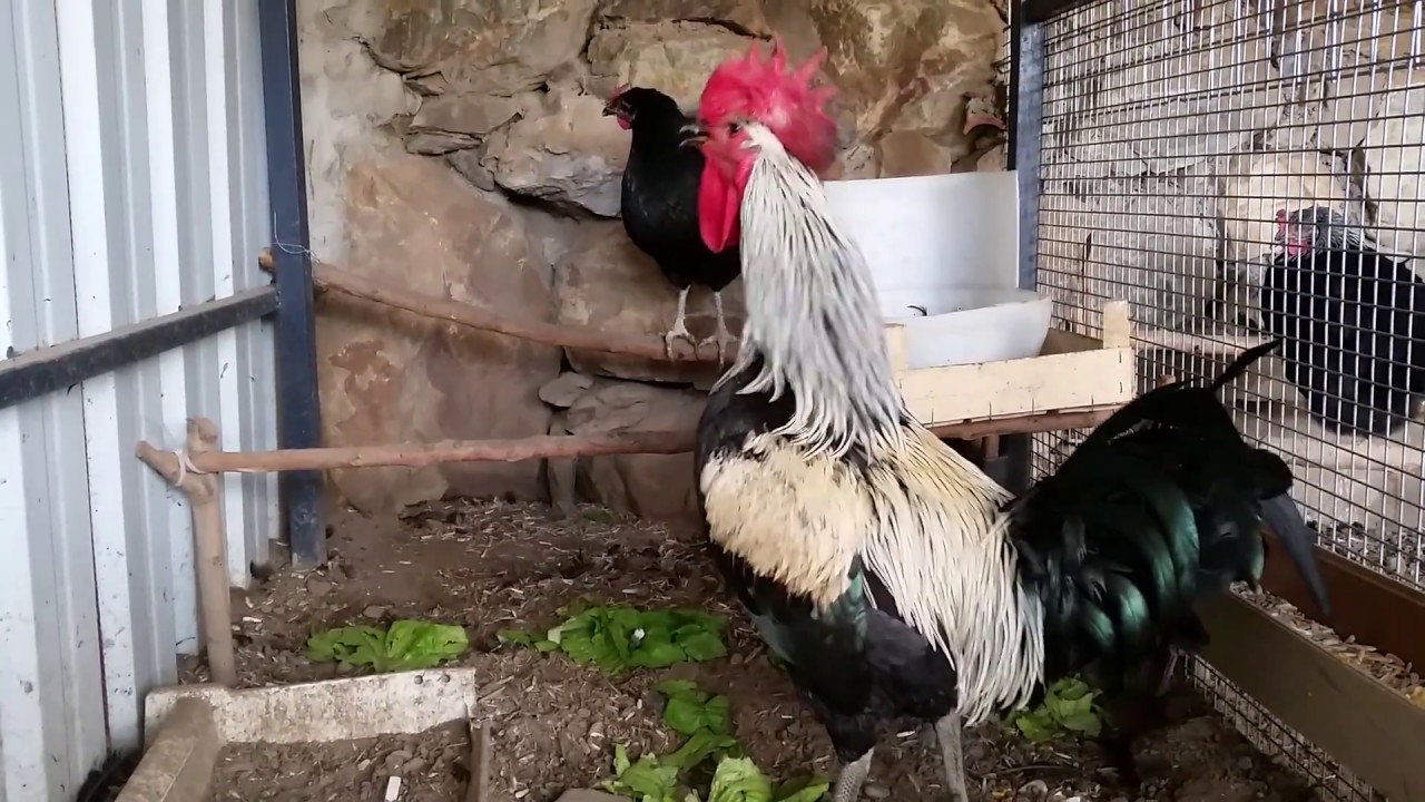 Denizli Horozu &Ouml;t&uuml;ş&uuml; Pamukkır