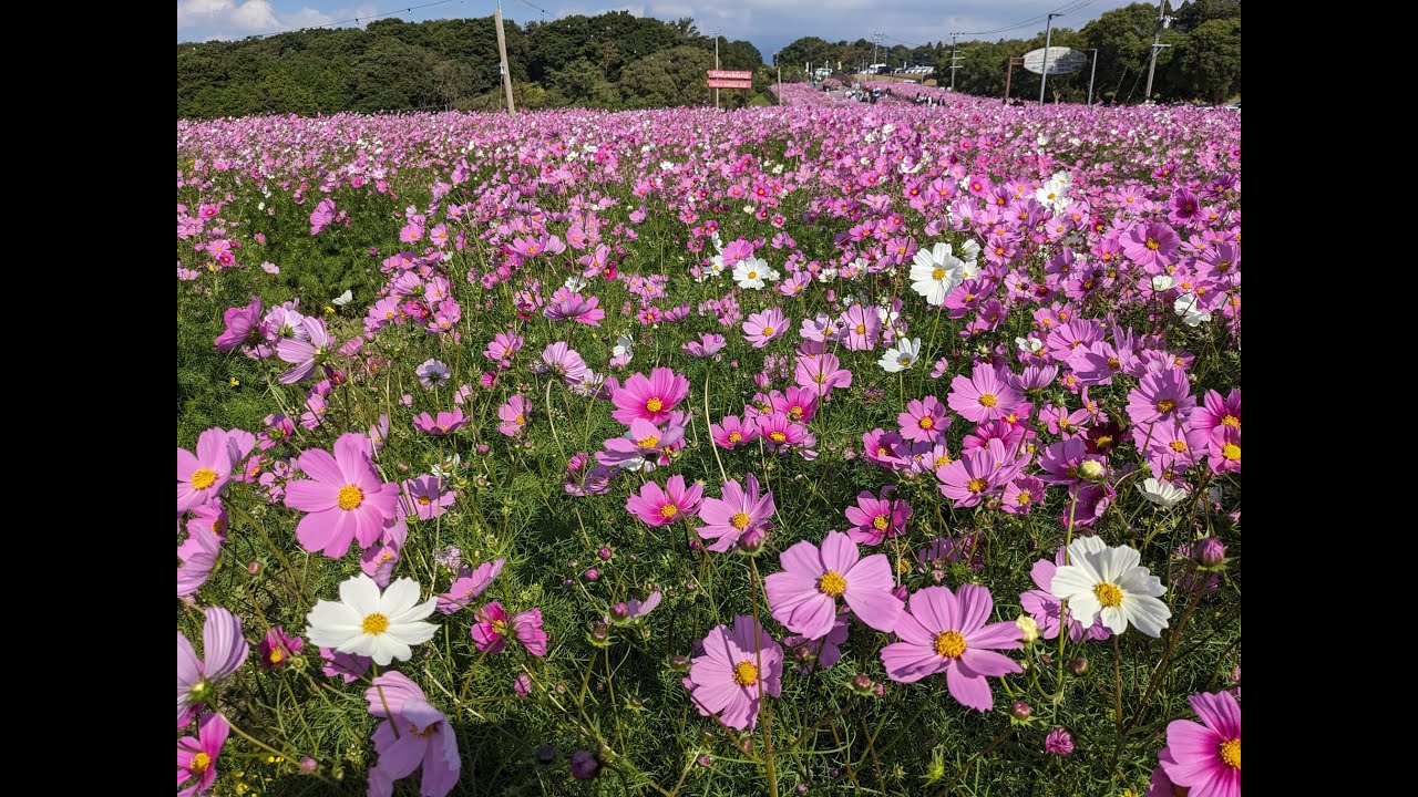 Kanoya Rose Garden, Kanoya City, Japan