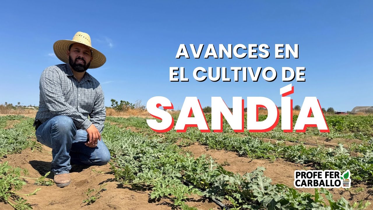 Avances en el Cultivo de SANDÍA 🍉