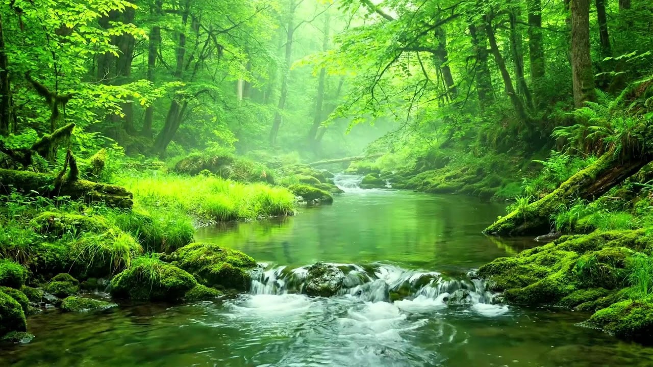 Beautiful Sounds of Green Forest, Chirping Birds and Flowing Stream, Soothing ASMR Sound