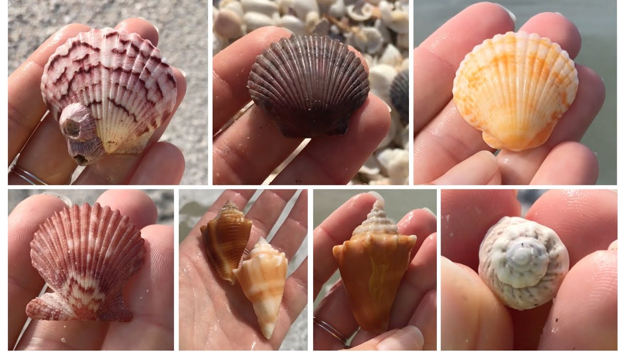 Virtual Beach Walk Sanibel Island + Beach Combing and Finding Sea Shells. Conchs and Scallopalooza!