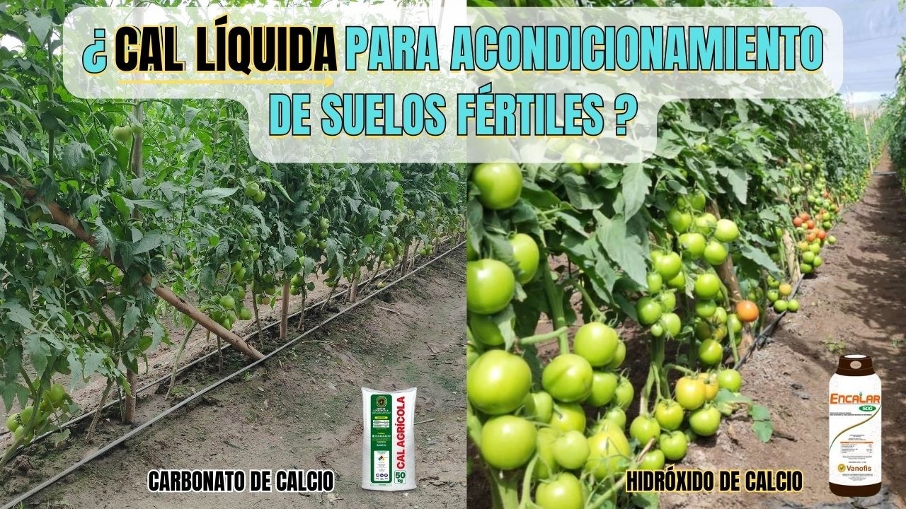 Tras analizar más de 355 AGRICULTORES esto es lo que puede CAMBIAR TU CULTIVO DE TOMATES