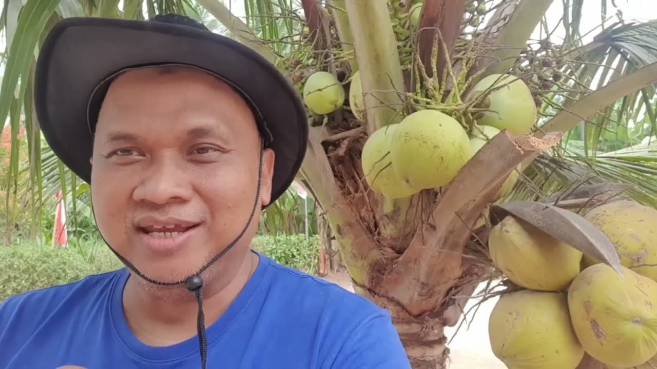 Inilah Kelebihan Kelapa Genjah Entok Kebumen ! HP 0811 620 1350