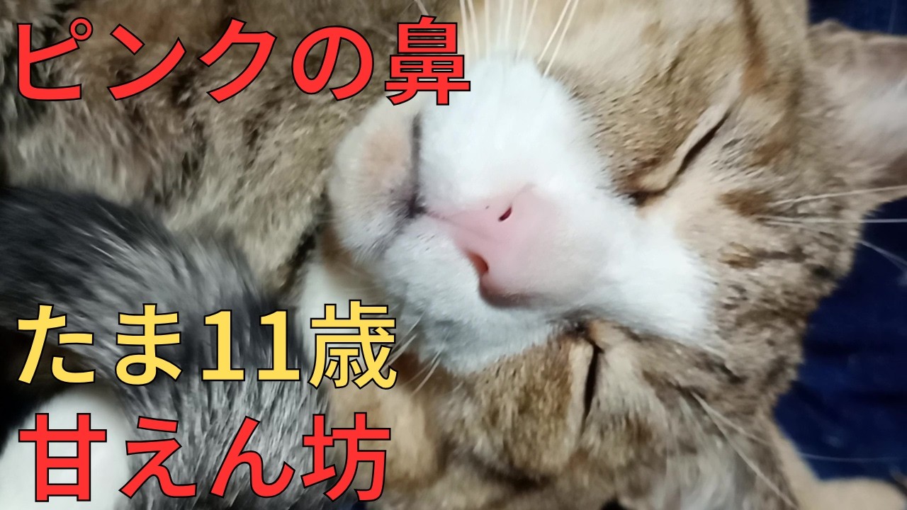 【キジトラたま】顔だけでおじさんをメロメロにする天才