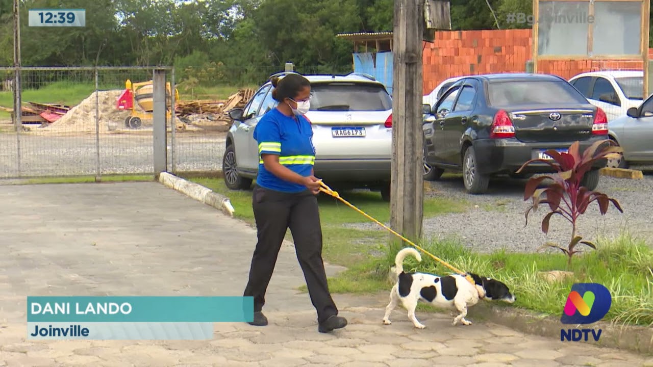 As dificuldades para amparar animais abandonados em Joinville. Ado&ccedil;&atilde;o e castra&ccedil;&atilde;o ajudam a combater