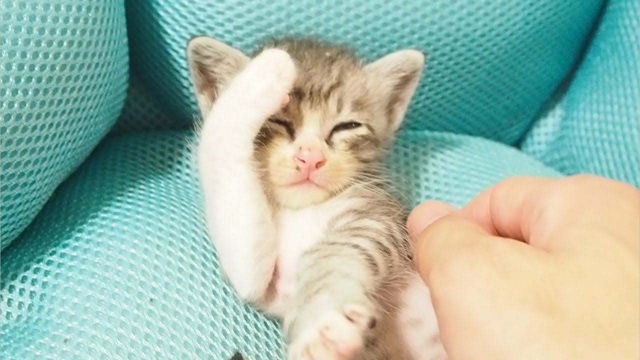 Котенок мило здоровается перед сном