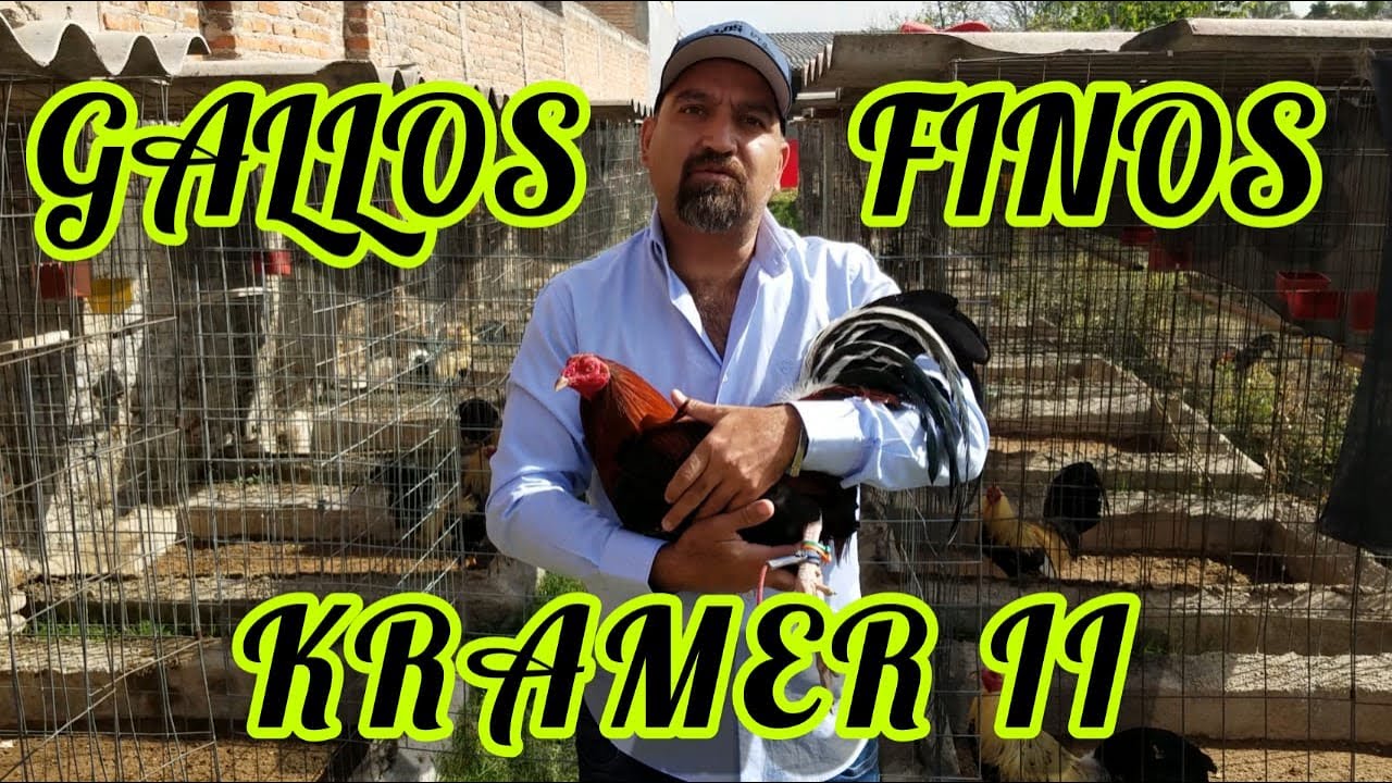 GALLOS FINOS KRAMER II | GALLOS Y RANCHOS