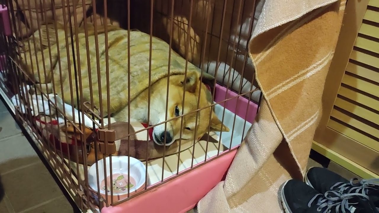 そのへんの人間よりキレイな寝相の柴犬しかまると、ちょっかいを出す母