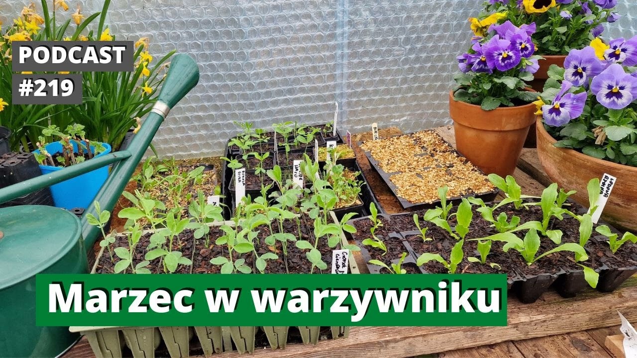 219. Marzec w warzywniku i ogrodzie użytkowym. Podcast