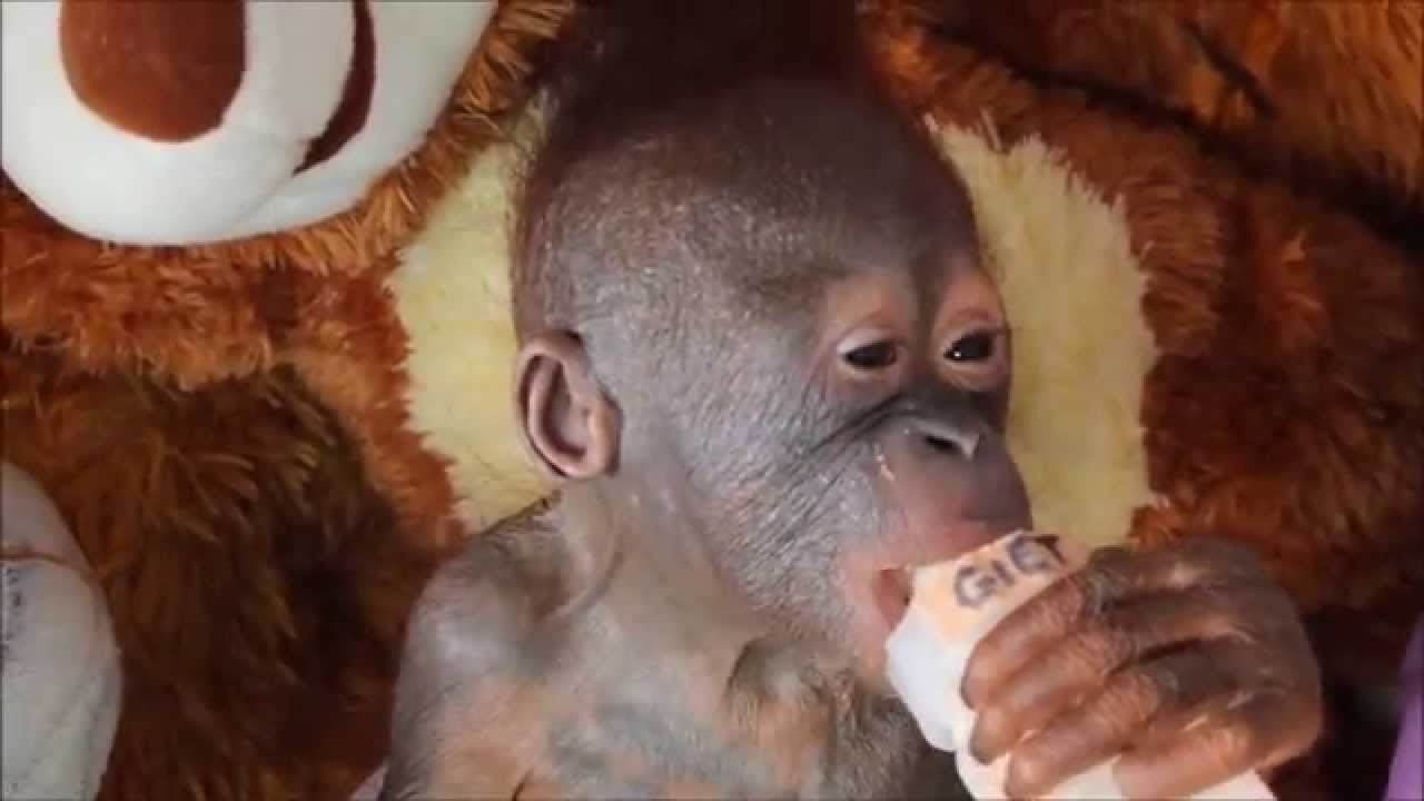 Baby orangutan Gito receives love and care at IAR rescue centre