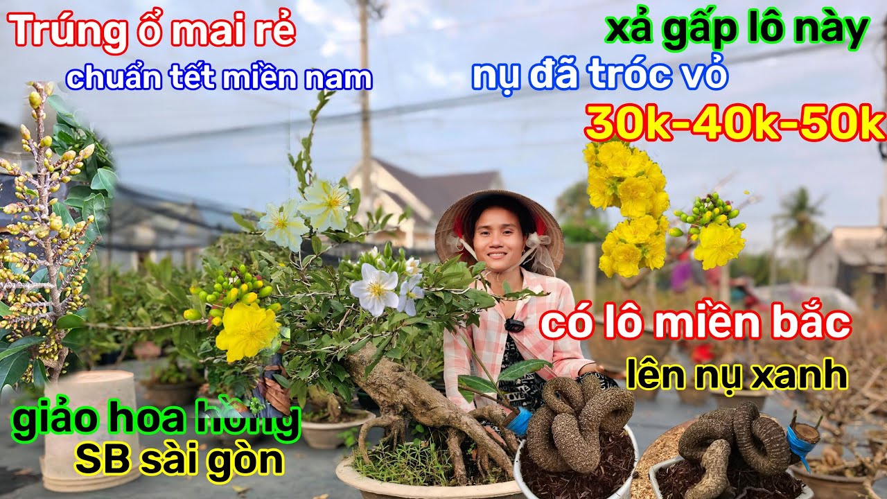 🌲5/2☎️vườn mai Chị Bé☎️mai chơi tết🌲ĐÃ BUNG TRẤU🌲xả hàng gấp🌲thanh lý giá mềm 