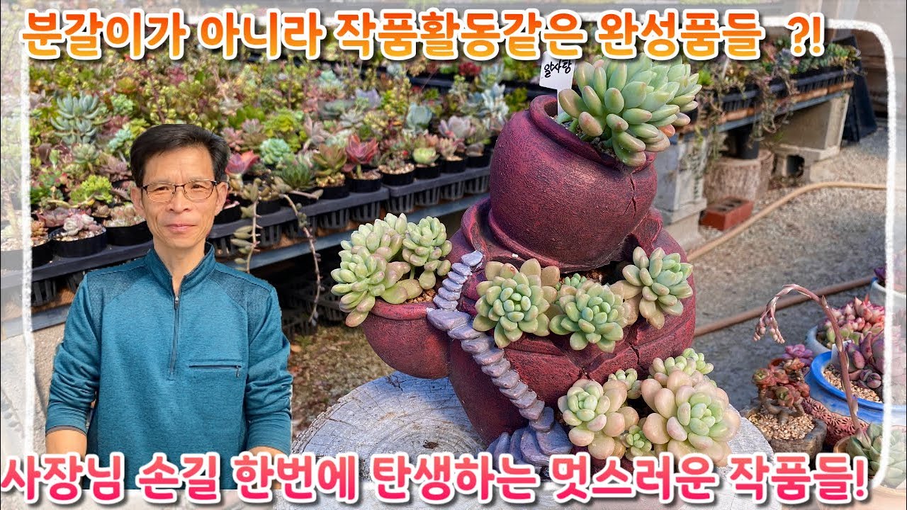 분갈이가 아니라 마치 작품활동 같은 완성작들 ?! 사장님 손길 한번에 감탄사만 나오는 작품들이 줄줄이 탄생 !!