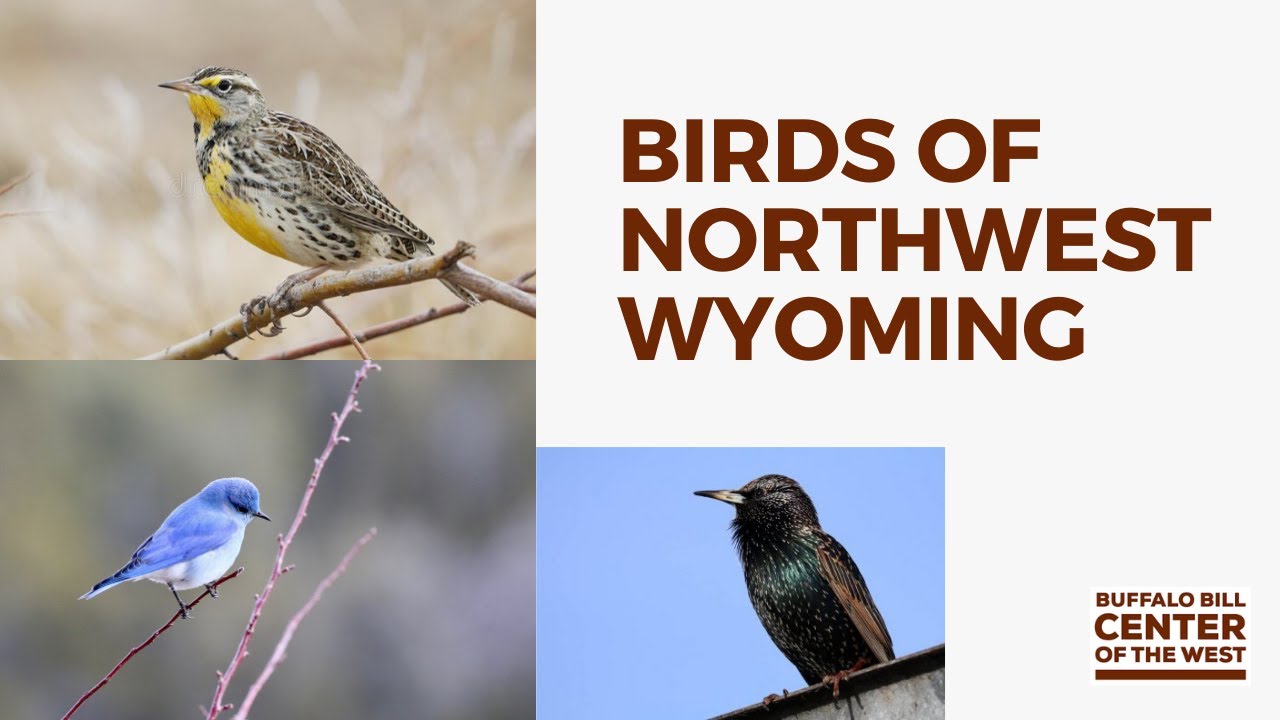 Backyard Briefings | Birds in Northwest Wyoming in Early April
