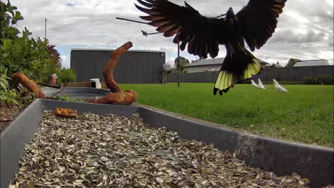 Australian Bird Feeder cam | 2/2/26  | yellow tail black cockatoos | galahs | lorikeets | cat tv |