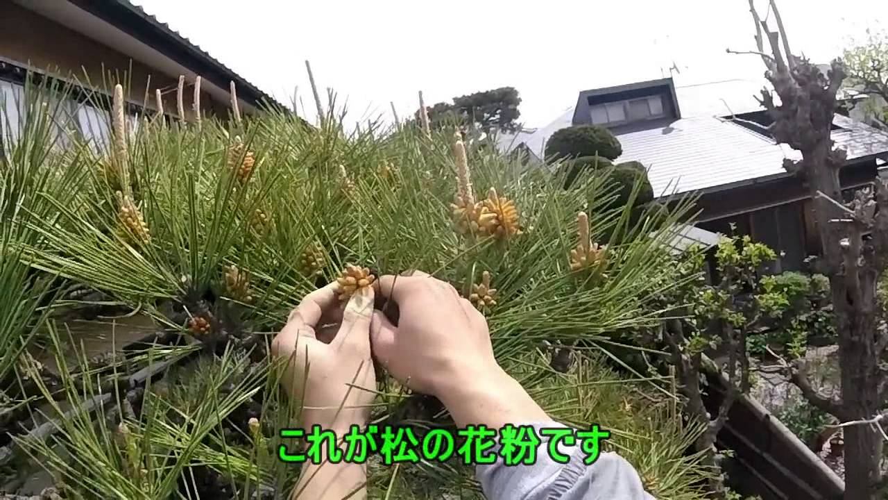 松の花摘み　NO.027