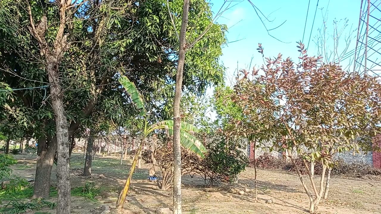 Gentle Wind & Birds Chirping 🌿 | Pure Nature Sounds | Relaxing Tree Ambience