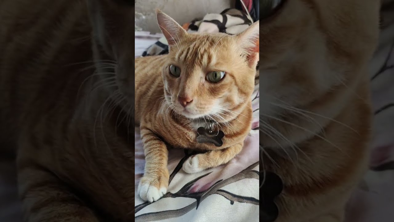 Chumma ki masti time !! Live !! Funny cat moments... 