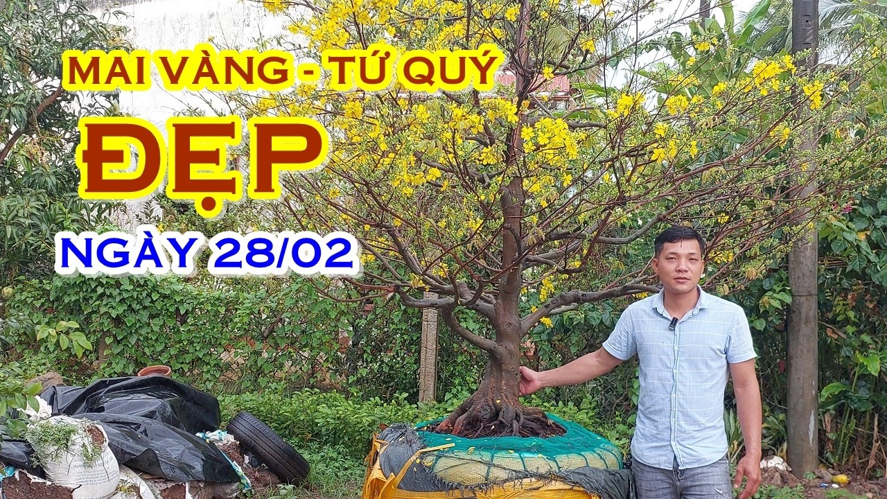 TÌNH 📲 O3538162I7 MAI TỨ QUÝ, MAI VÀNG GIAO LƯU NGÀY 28/02 