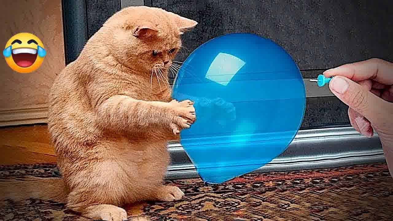 Try Not To Laugh 😇 Funniest Cats & Dogs 😻 Funny Animals