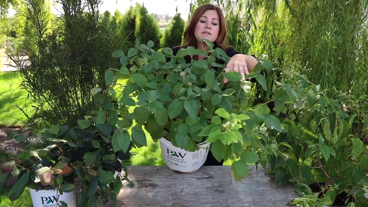 5 Must-Have Shrubs for Fall Color | Proven Winners® Garden Inspiration
