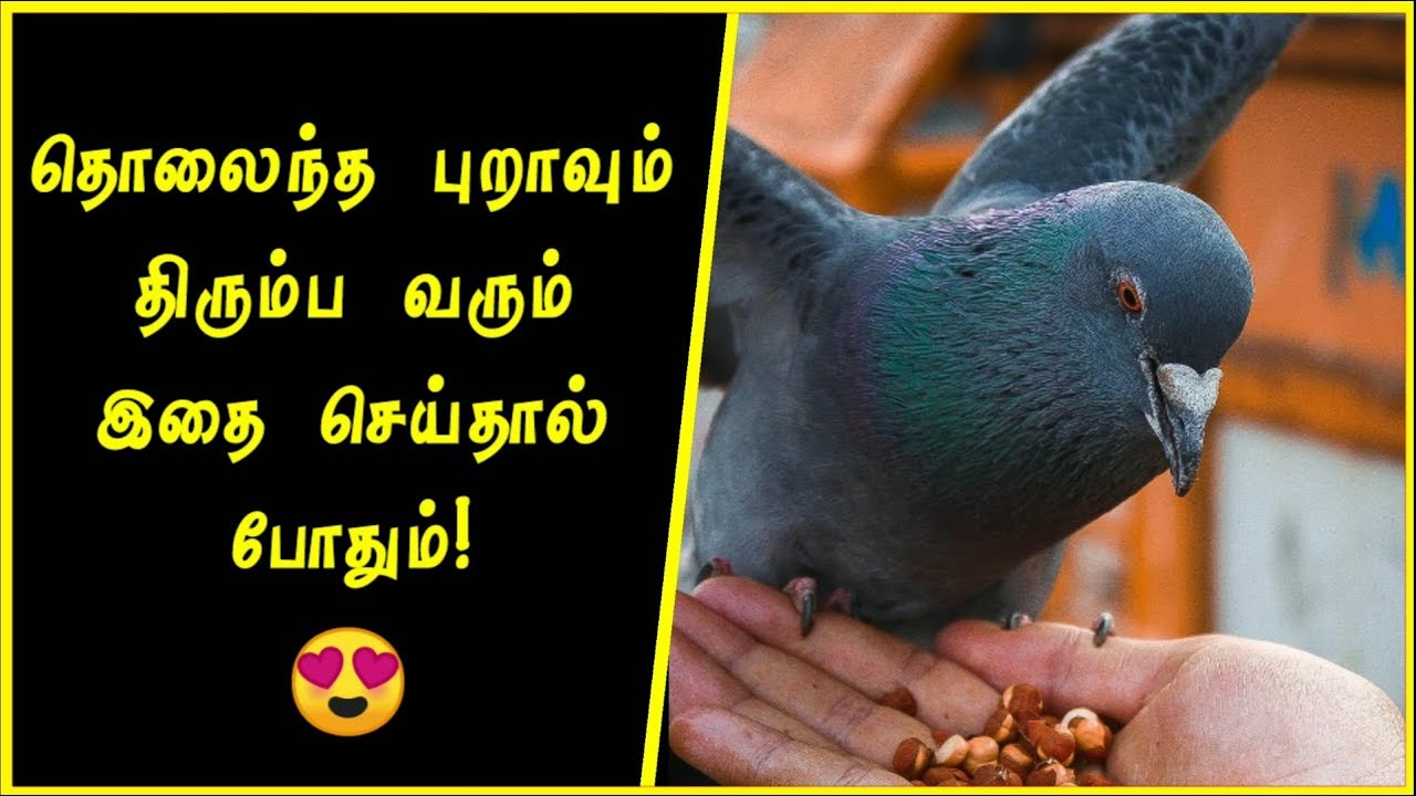 🕊️🕊️இதை மட்டும் செய்தால் போதும் எல்லா புறக்களும் உங்கள் வீடு தேடி வரும்..  || DRK Vlog ||