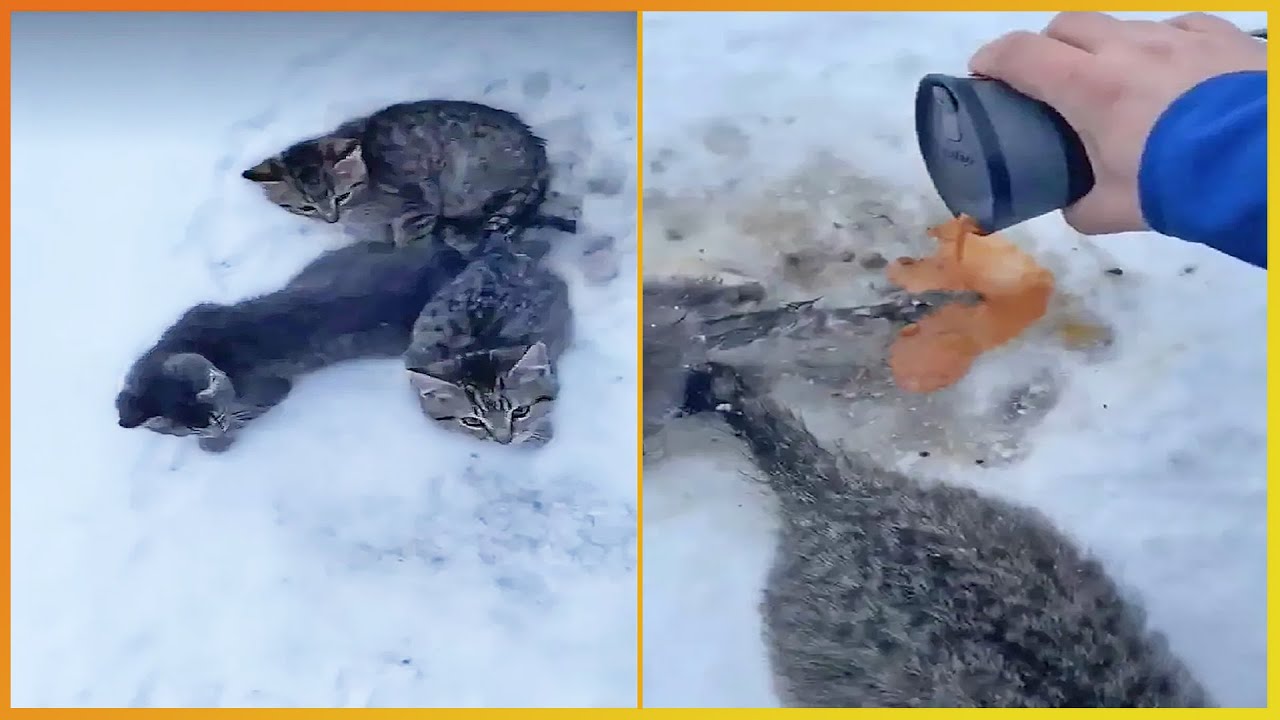 Animals That Asked People for Help & Kindness Ep8