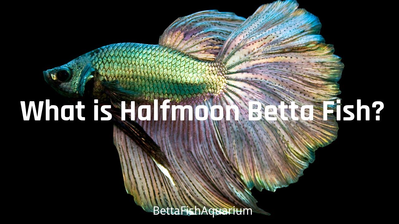 Halfmoon Betta - What is halfmoon betta fish? - How big do betta fish get?