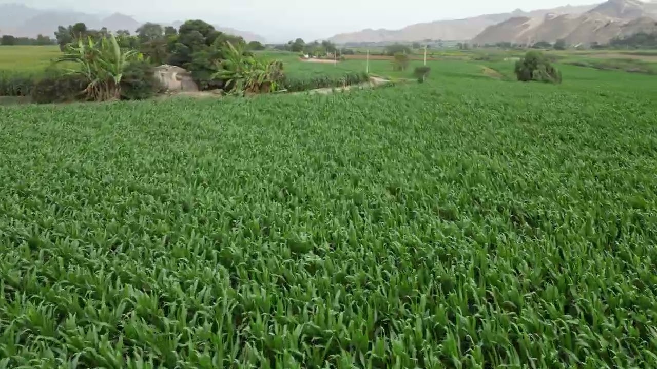 FUNDO AGRICOLA 140 HECTAREAS CON AGUA SUPERFICIAL MERMANENTE