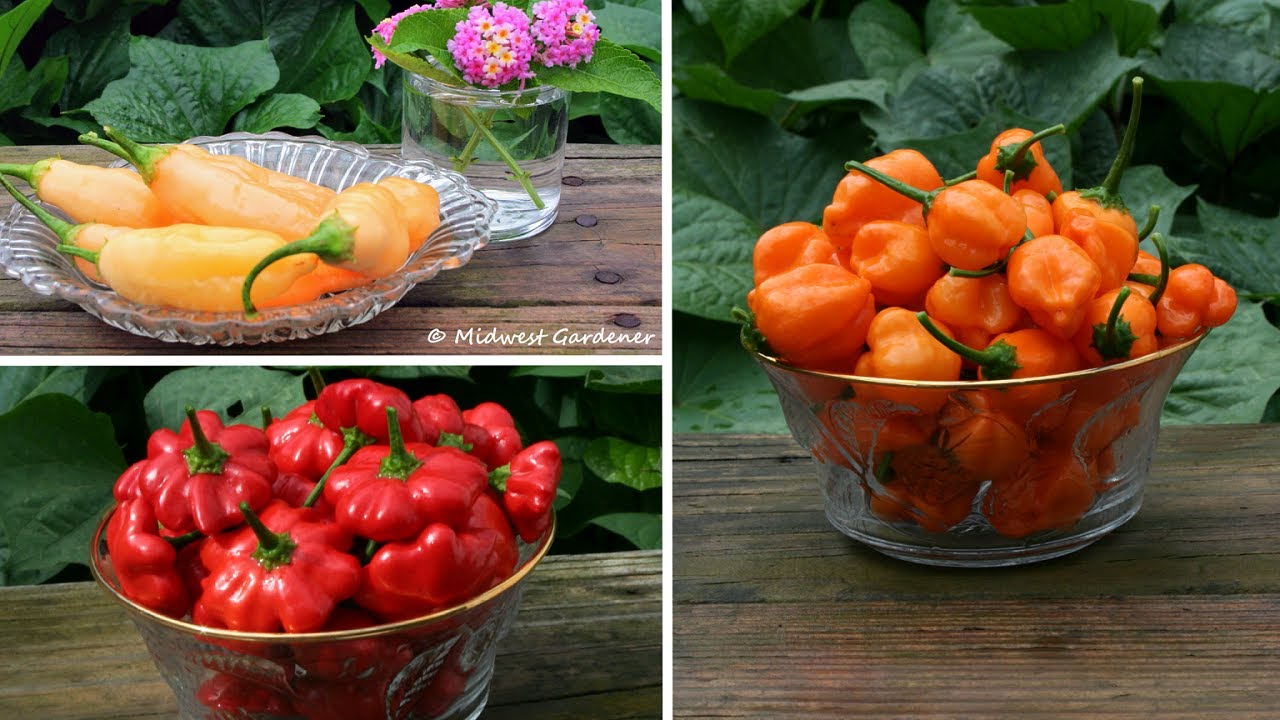 5 Hot Peppers That Are Productive and Loaded With Flavor.