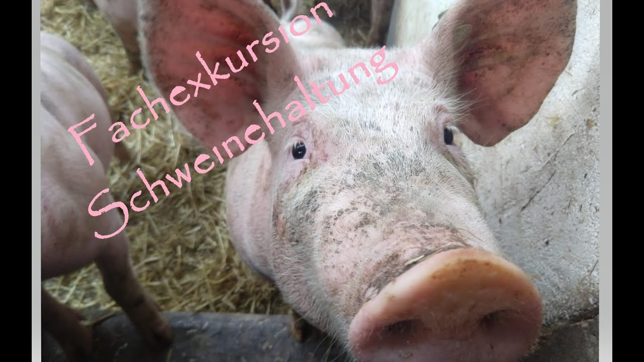 Fachexkursion Schweinehaltung - Junglandwirteforum