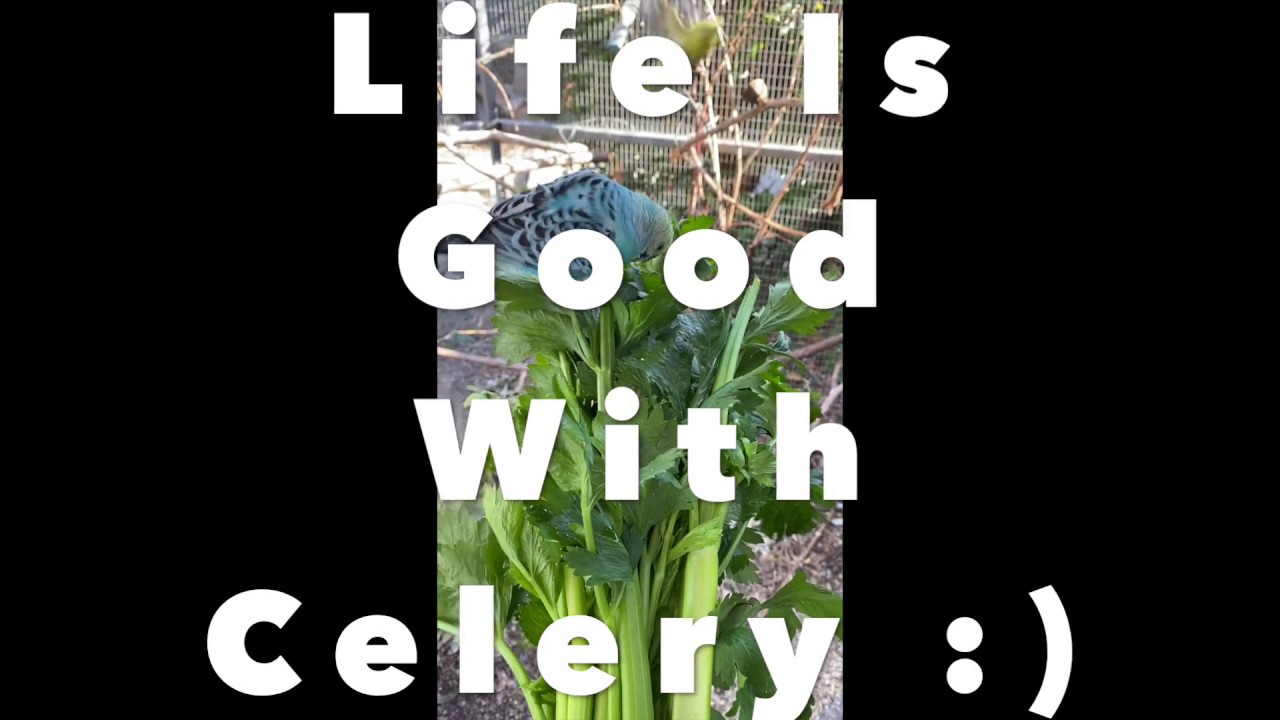 Life Is Good With Celery | Budgies, Cockatiels, Finches and Canaries