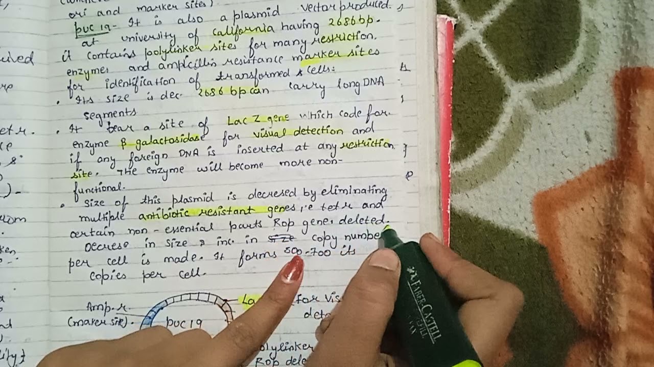 puc19 plasmid,lac.z Blotting technique.