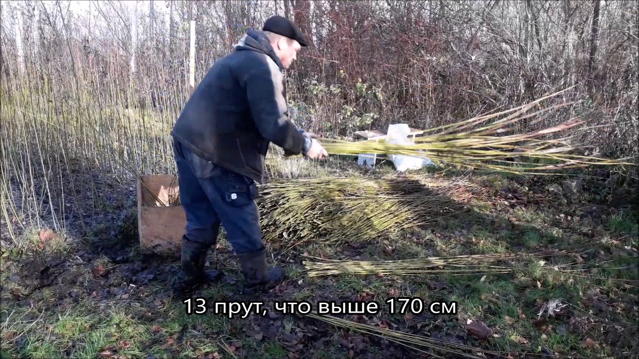Резка и сортировка Лозинки