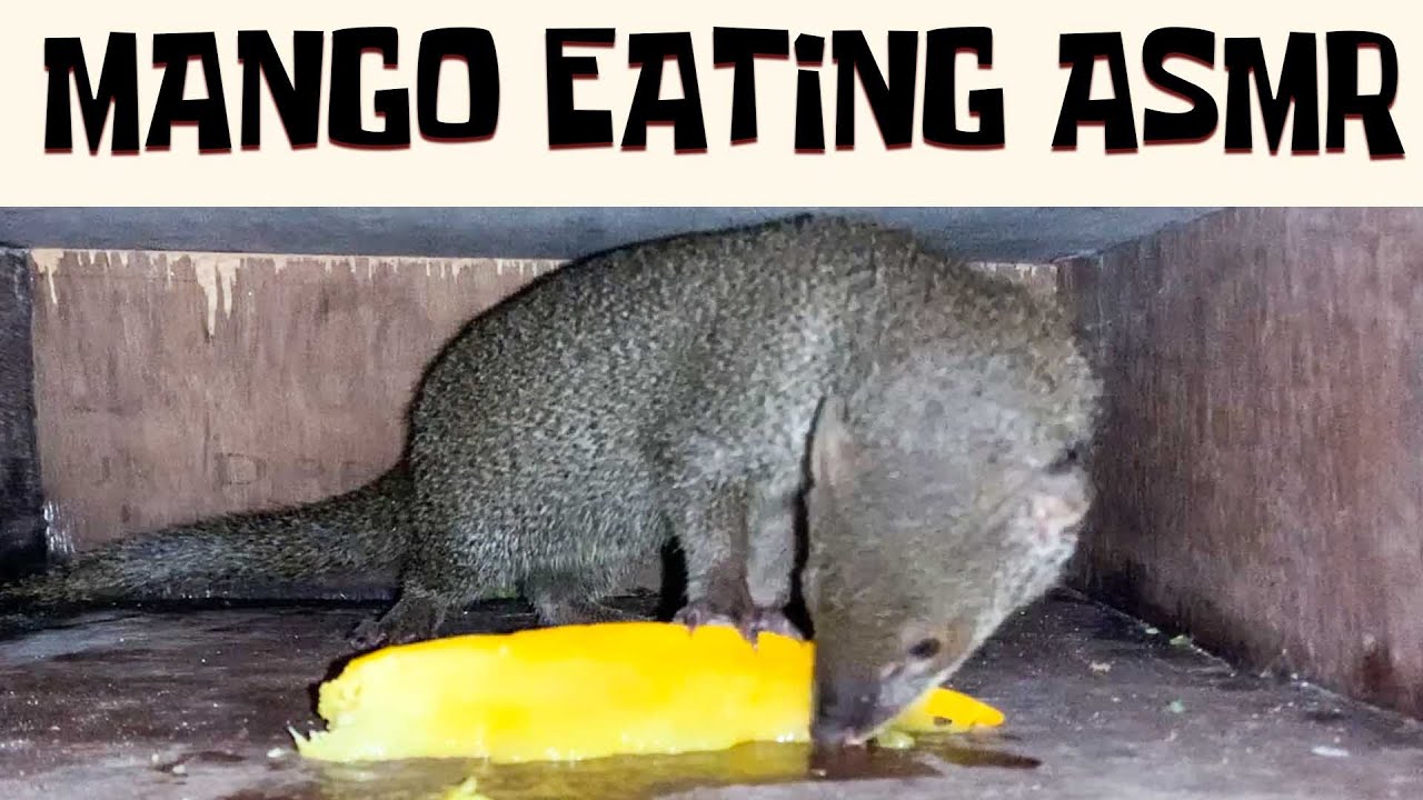 ASMR Baby Mongoose EATING & LICKING MANGO first time | TINY ANIMAL ASMR