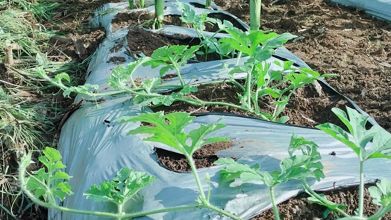 intercrop sweetcorn/watermelon maging ok kaya #farming #tips #tutorial