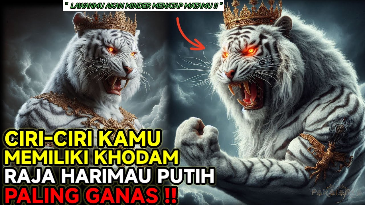 RAJA PARA KHODAM❗ INILAH CIRI-CIRI PEMILIK KHODAM RAJA HARIMAU PUTIH YANG PALING GANAS