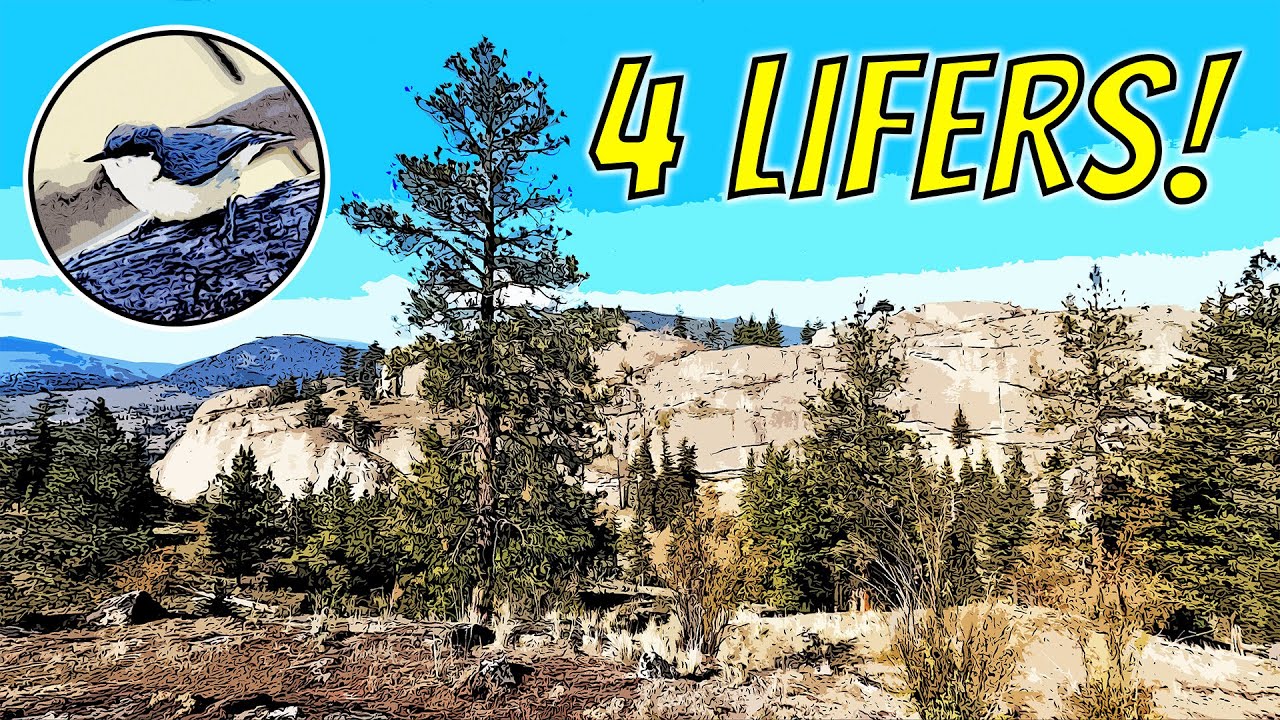 Mind-blowing Birds at Skaha Bluffs of BC Interior