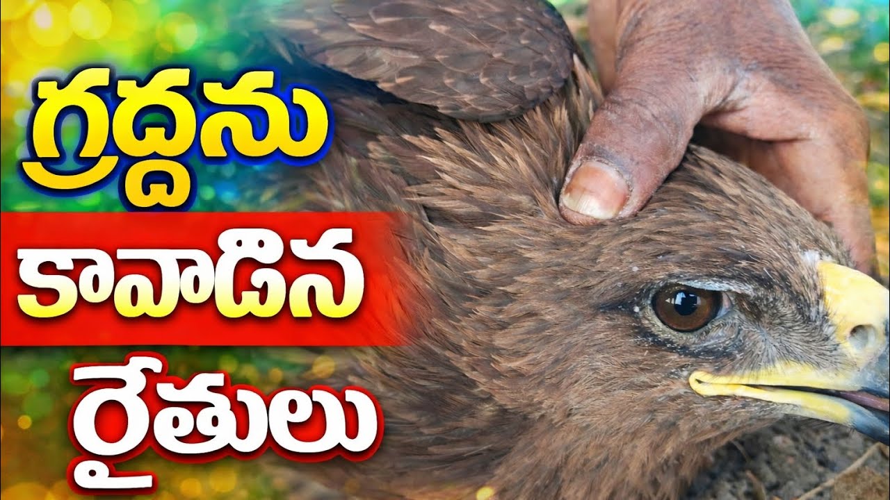 గ్రద్ద ను కాపాడిన రైతులు 