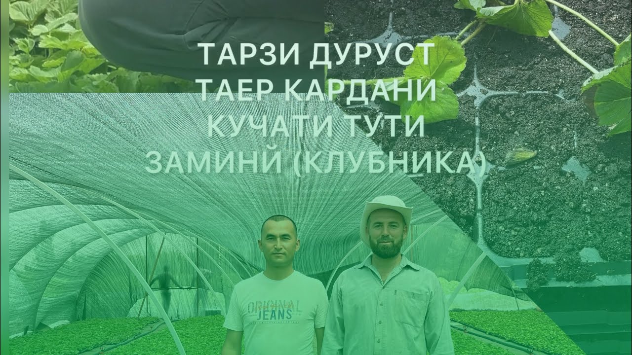 ТАРЗИ ДУРУСТ ТАЕР КАРДАНИ ТУТИ ЗАМИНЙ (КЛУБНИКА)       АБДУРРАҲМОНИ ҶОМЙ