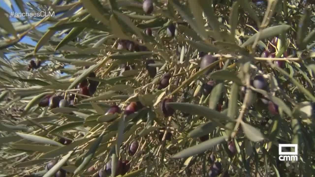 Campaña de aceituna en Campo de Criptana Ancha - Ancha es CLM