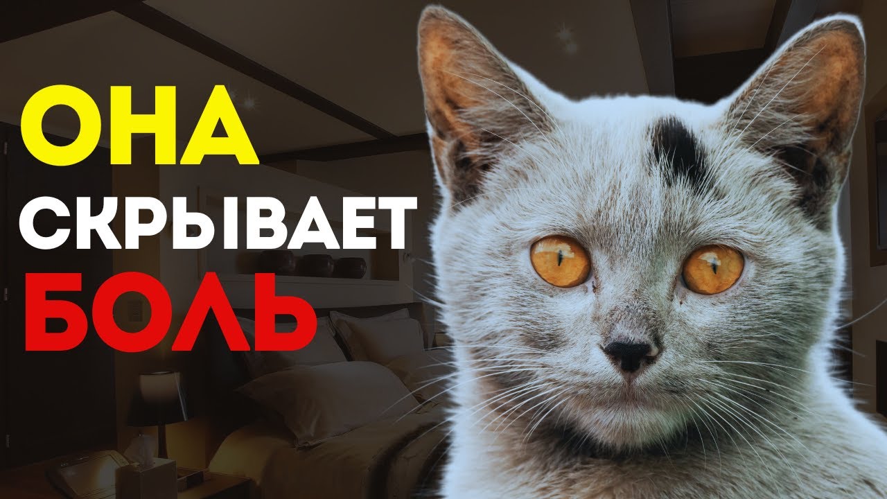 😿 СРОЧНО! 15 признаков того, что ваша кошка СКРЫВАЕТ от вас БОЛЬ