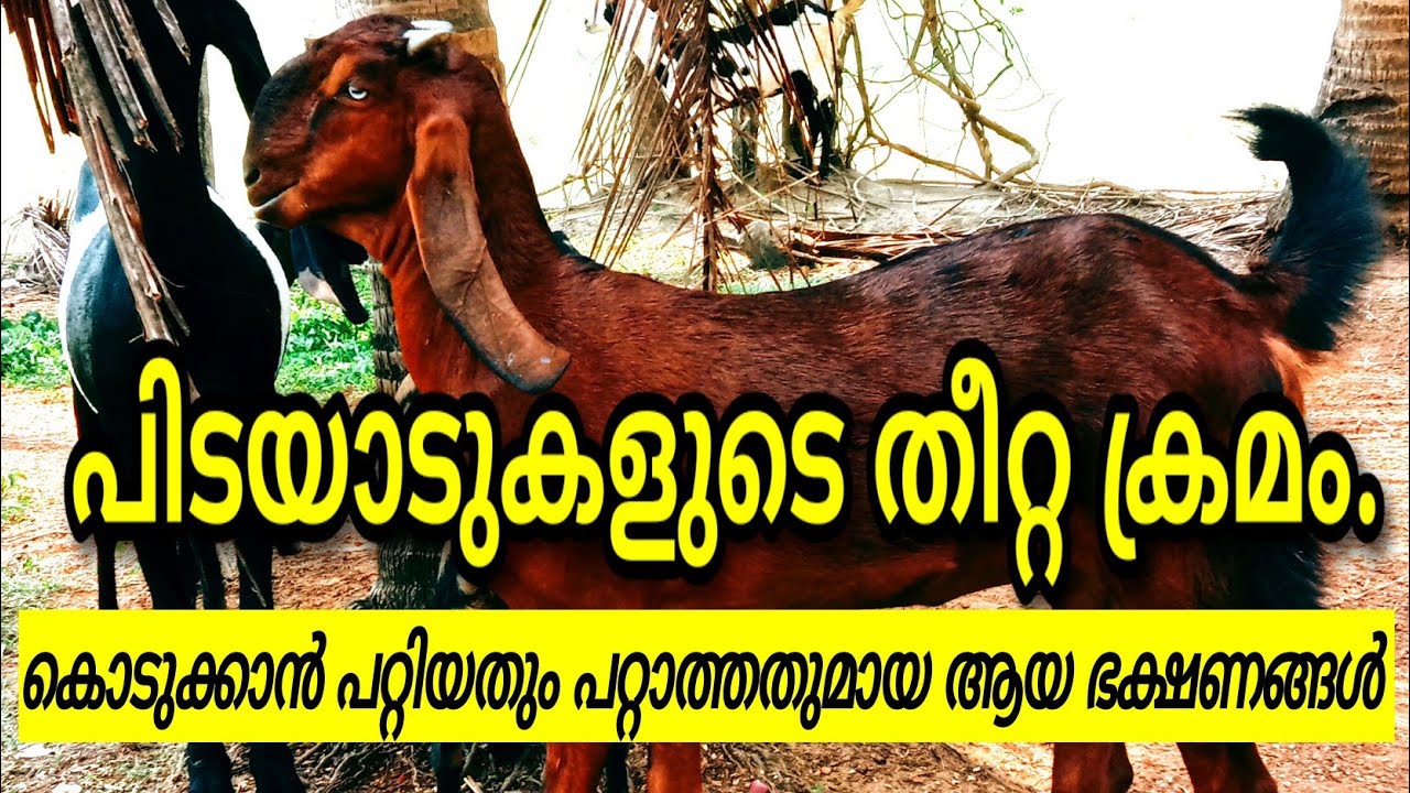 പിടയാടുകളുടെ തീറ്റ ക്രമം✌️. കൊടുക്കാൻ പറ്റിയതും പറ്റാത്തതും ആയ ഭക്ഷണം 😍