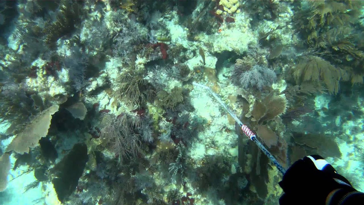 Catching Florida Lobster off of Elliott Key Miami 2