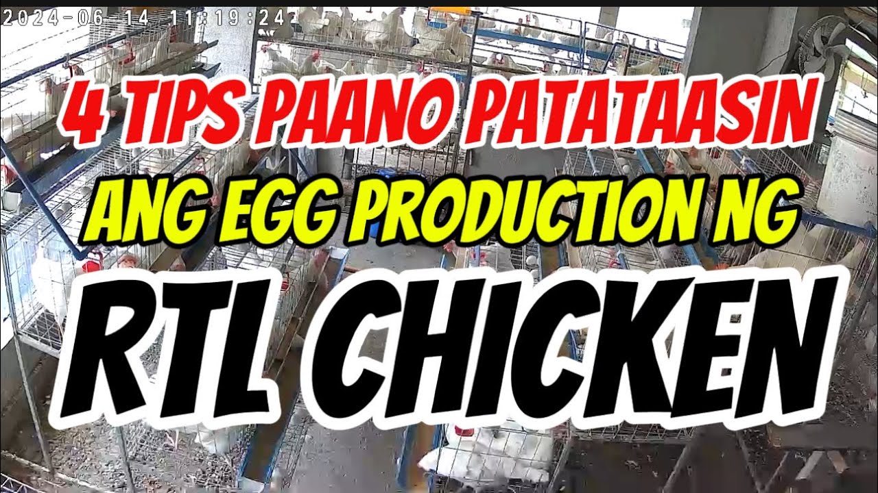 4 GREAT TIPS ON HOW TO INCREASE OUR RTL CHICKEN EGG PRODUCTION